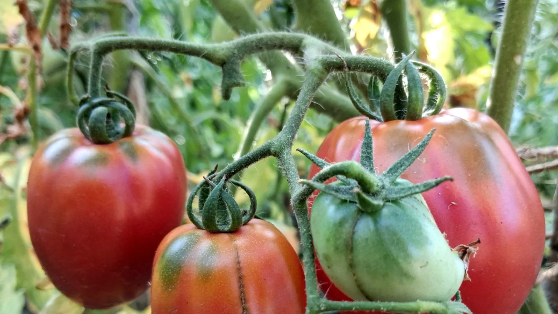 Как дафиновият лист предпазва доматите от мана?