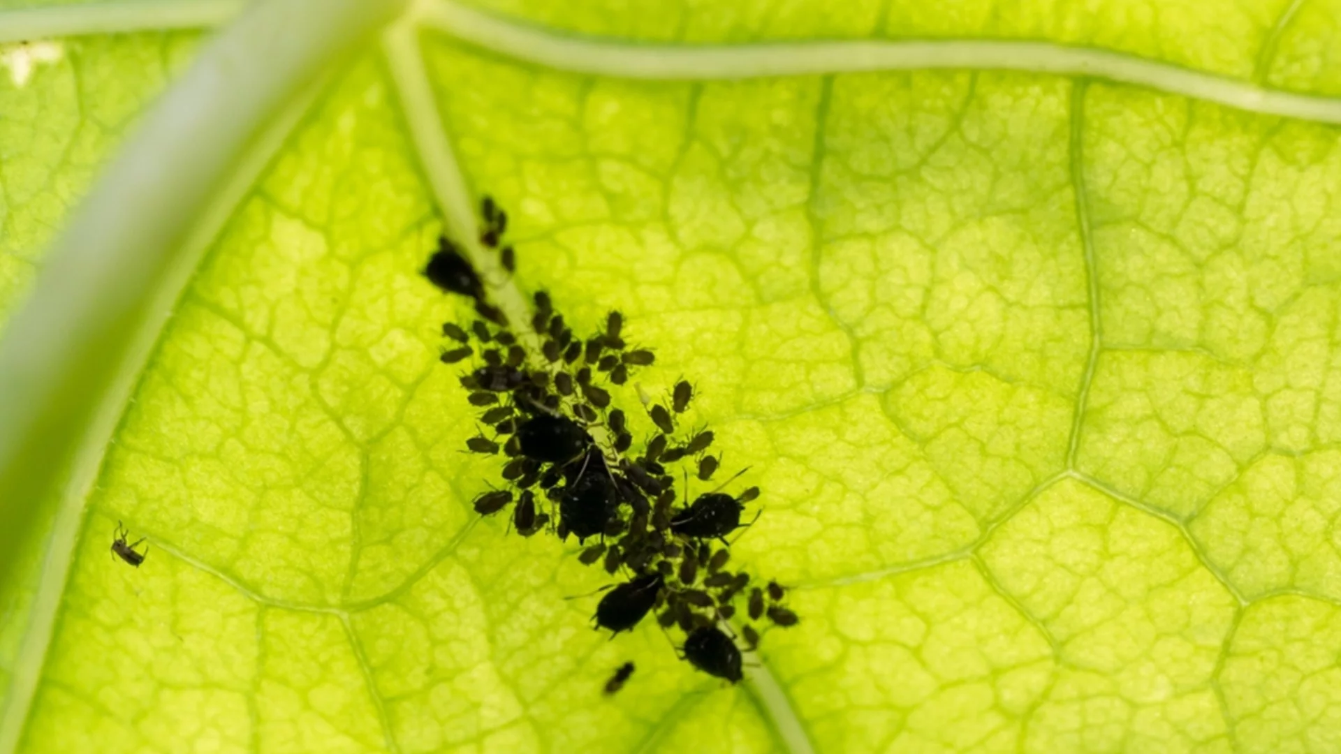 Как да се отървете от листните въшки само за 1 ден: Евтин метод, който наистина работи