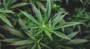 Kанабисът влияе на женската фертилност, ето как