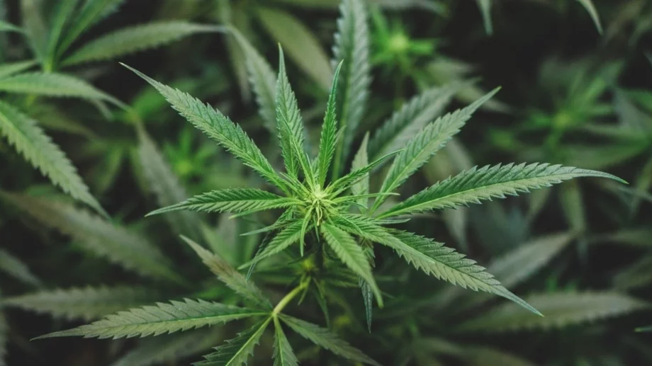 Kанабисът влияе на женската фертилност, ето как