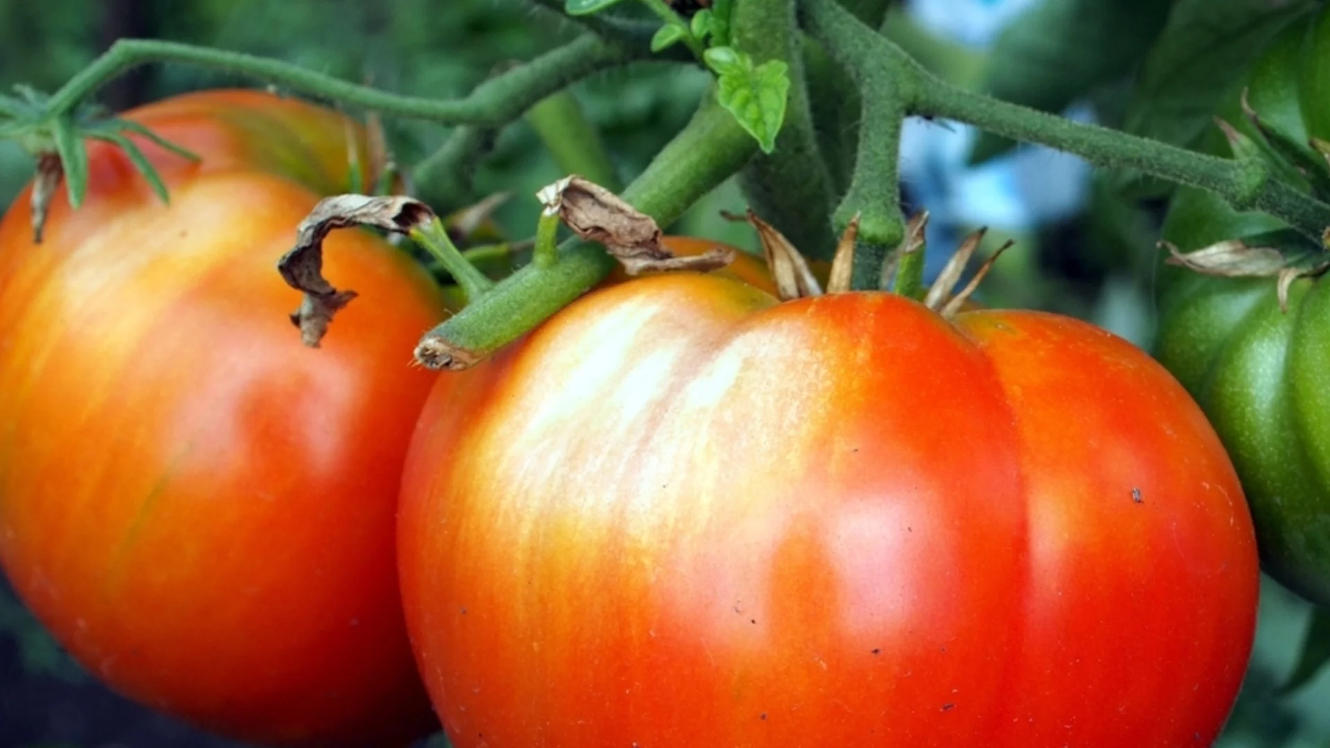 Мана по доматите: Ефективни трикове за справяне с нея