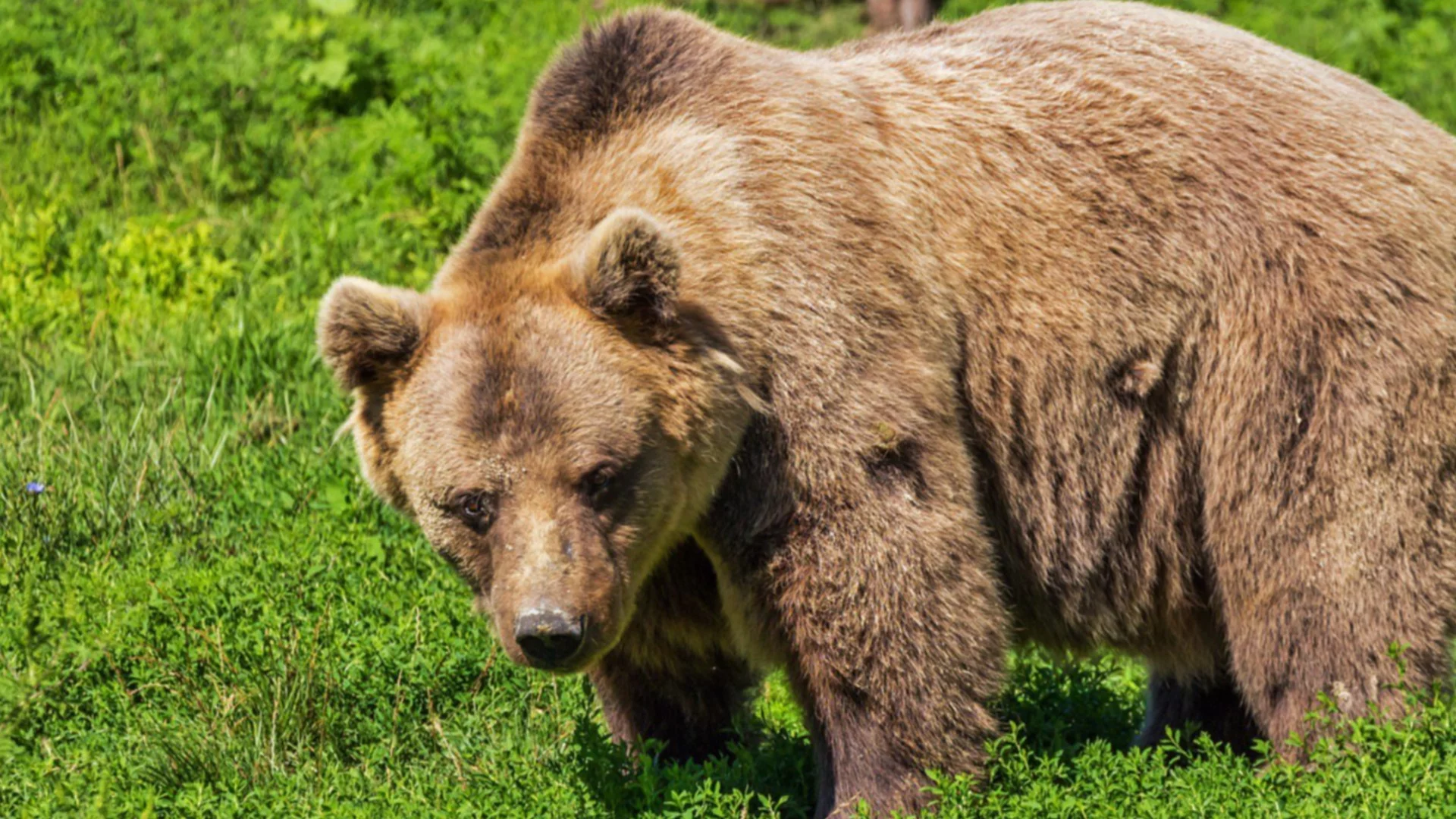 Мечка изгони семейство от дома им