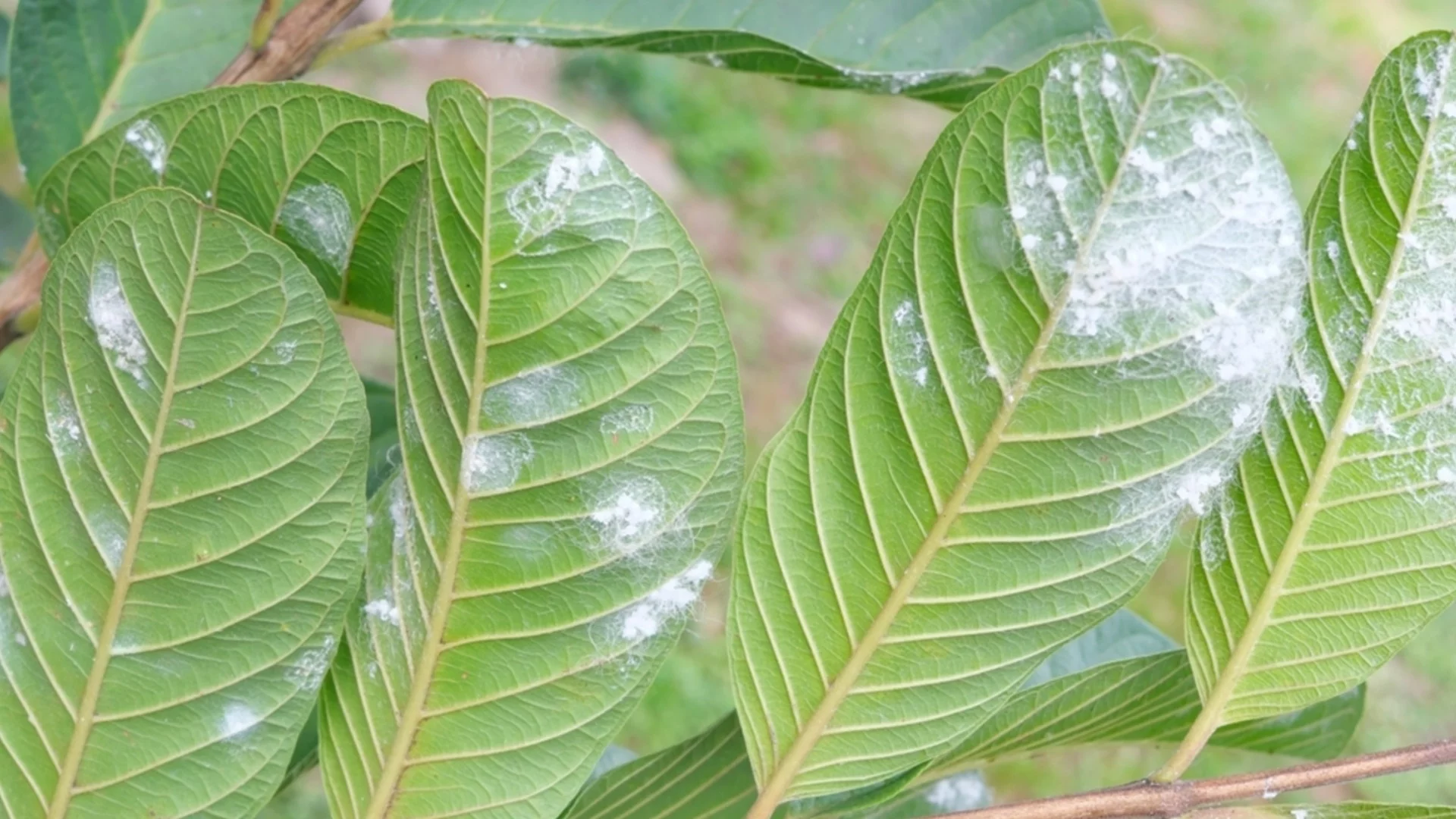 Как брашното помага за борба с вредителите в градината?