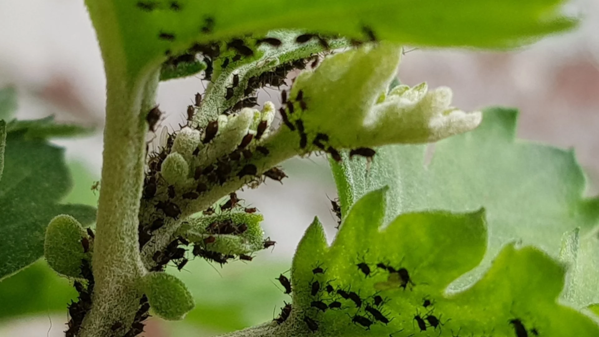 Засадете това растение и ще забравите за листните въшки и белокрилките