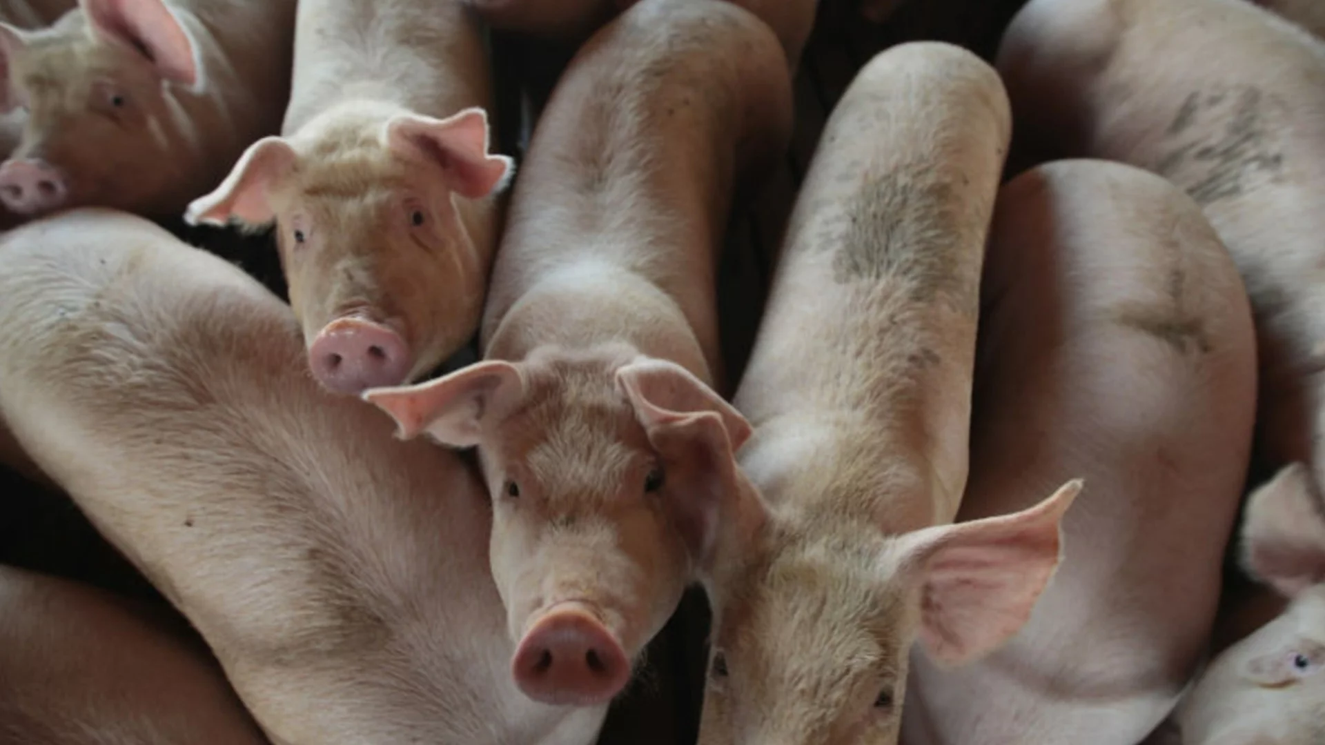 Свиневъдите могат да подават заявления за втори транш за угояване на прасета