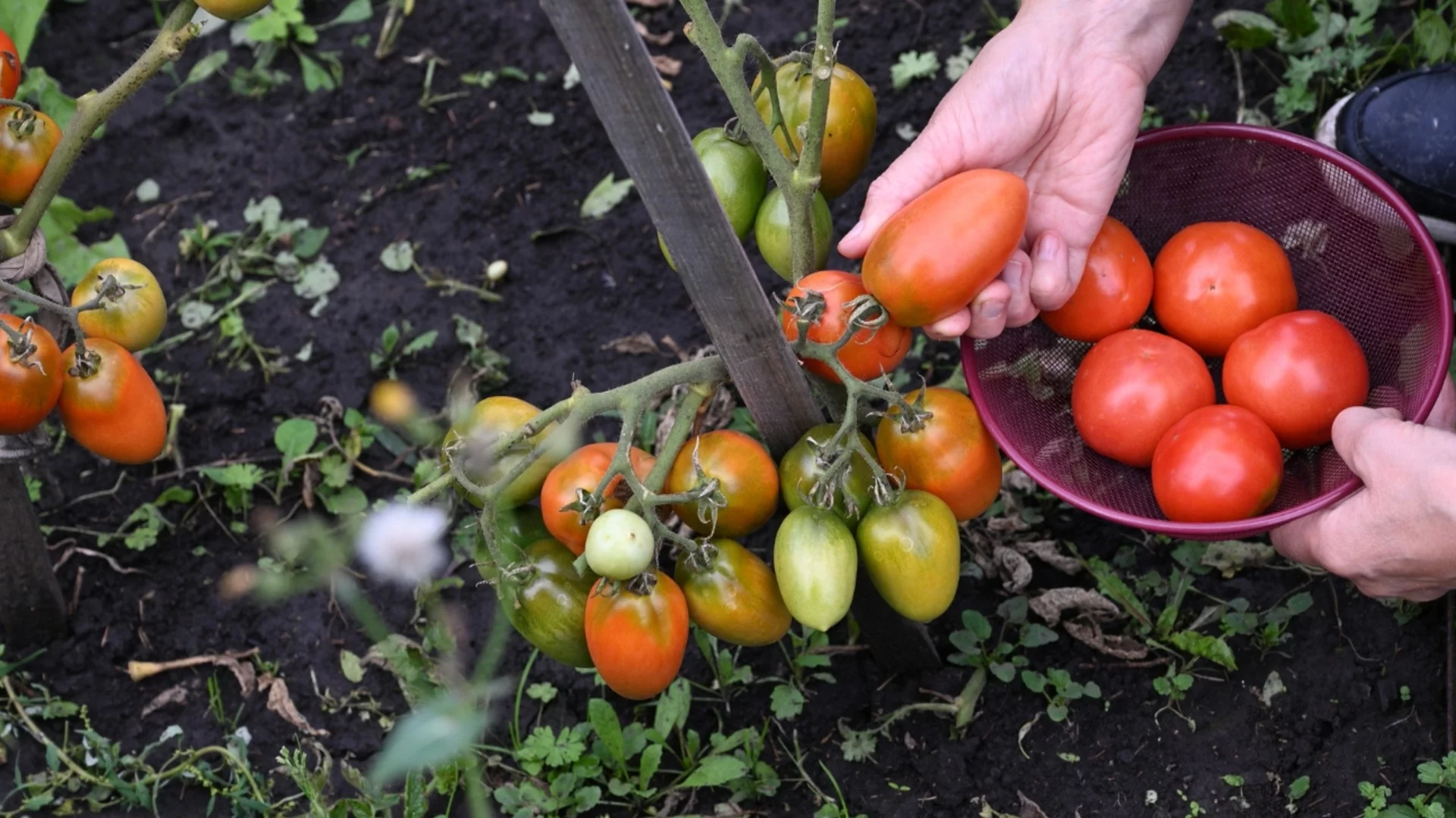 Как правилно да дезинфекцирате почвата след мана по доматите?