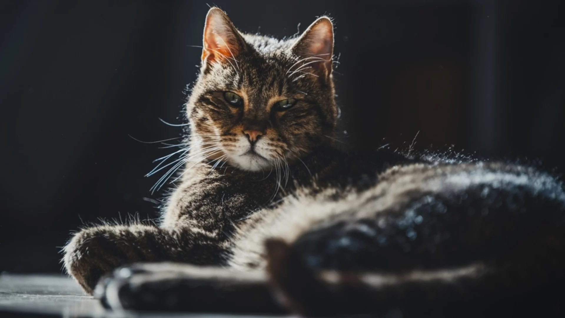 Виждат ли котките призраци