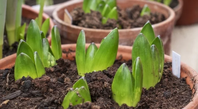 Засадете луковиците в саксиите така и през пролетта цветята ще цъфтят без да спират