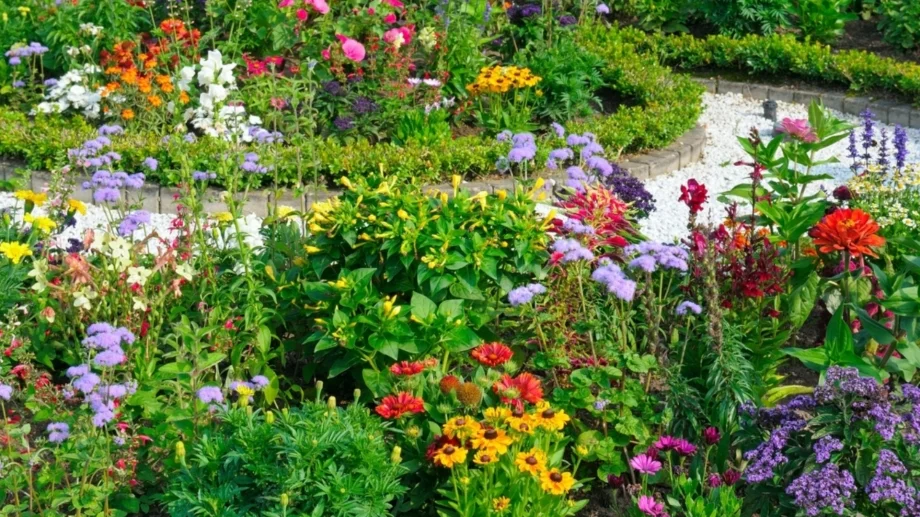 5 растения, които да засадите през септември за градина, пълна с цветове през 2026