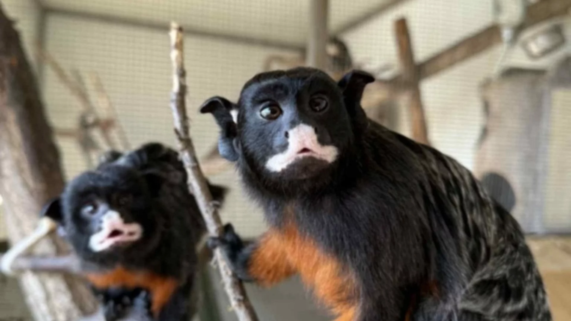 За първи път в зоопарка в Бургас - червенокоремни тамарини