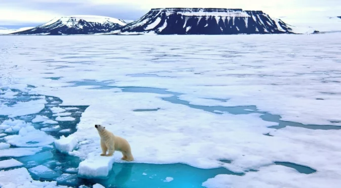 Как се наричат местните жители на Арктика?