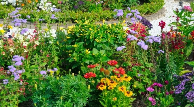 Есенни едногодишни растения, които да засадите още сега