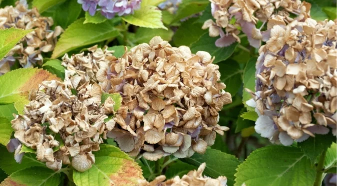 Трябва ли да подрежете хортензията през есента?