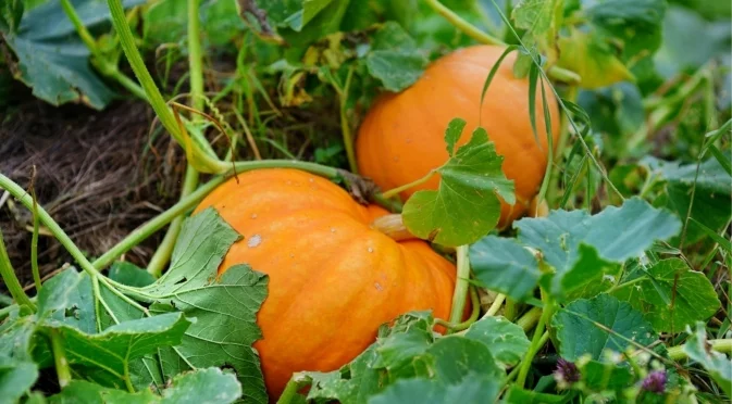 Как да отгледате тиква в задния си двор