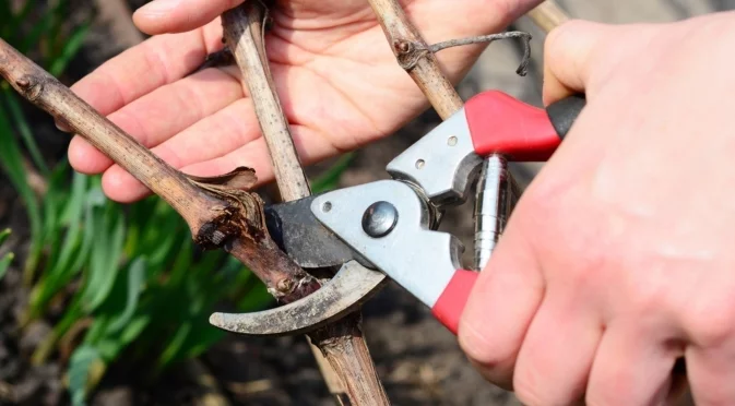 Прозорецът за резитба на тези 3 храста и многогодишни растения е точно сега