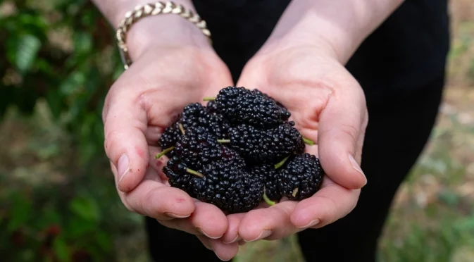 Сезонна тайна за изобилна реколта от черници през есента