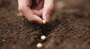 8 семена за засаждане през есента, които оцеляват на студено 