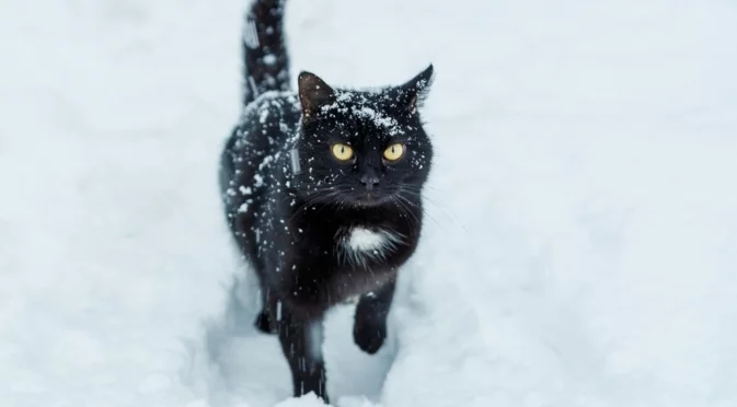 Сняг падна и в Хърватия (СНИМКА)