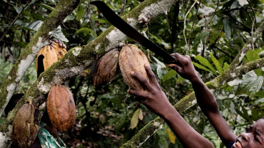 Цената на какаото отново скача драстично