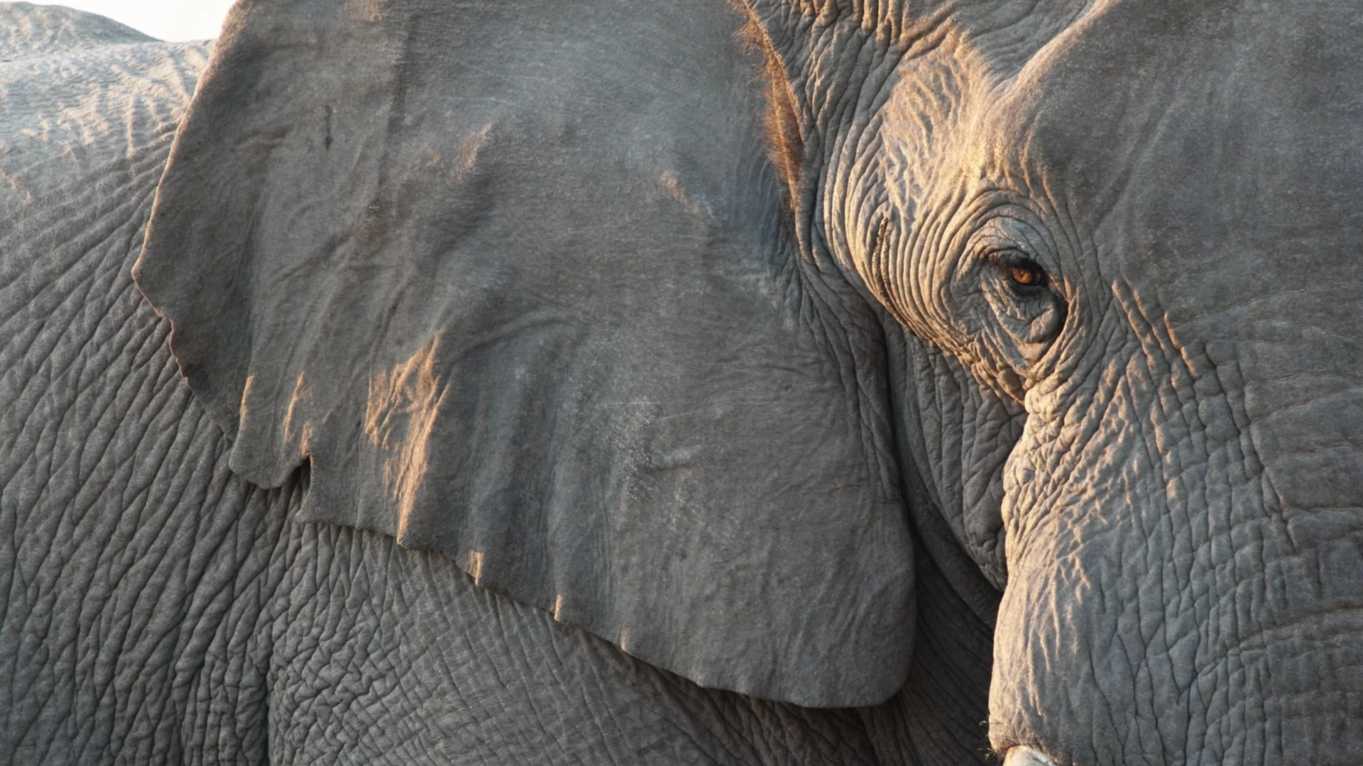 Драматичен спад в популацията на слоновете в Индия за последните години