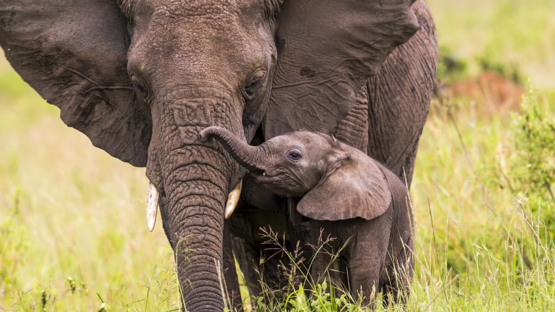 Намаляват азиатските слонове в Индия