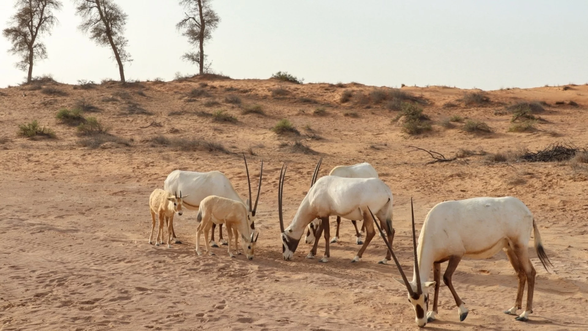 Кой е първият природен обект на Саудитска Арабия в списъка на световното наследство на ЮНЕСКО