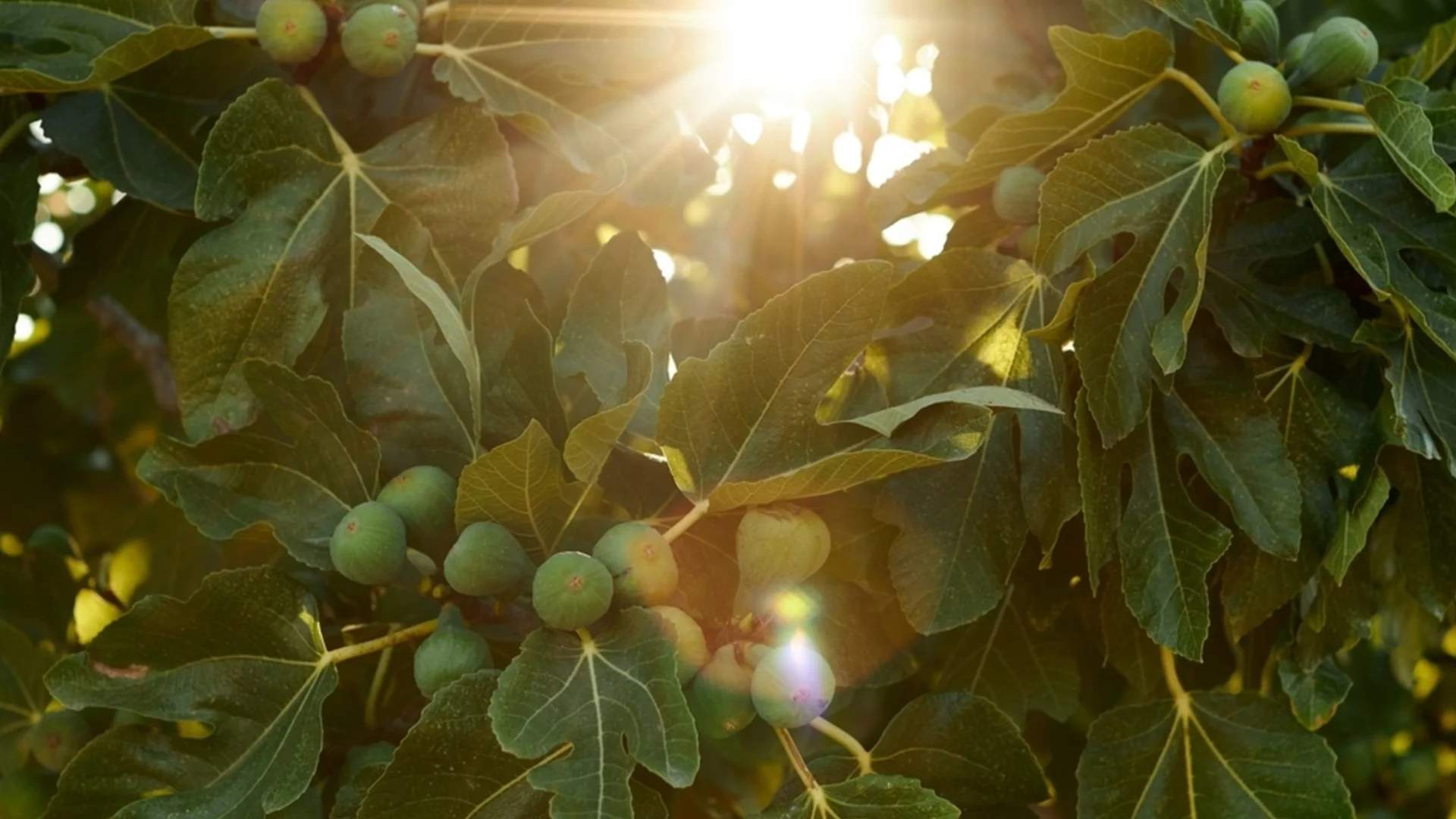 Как да размножите смокиново дърво през октомври