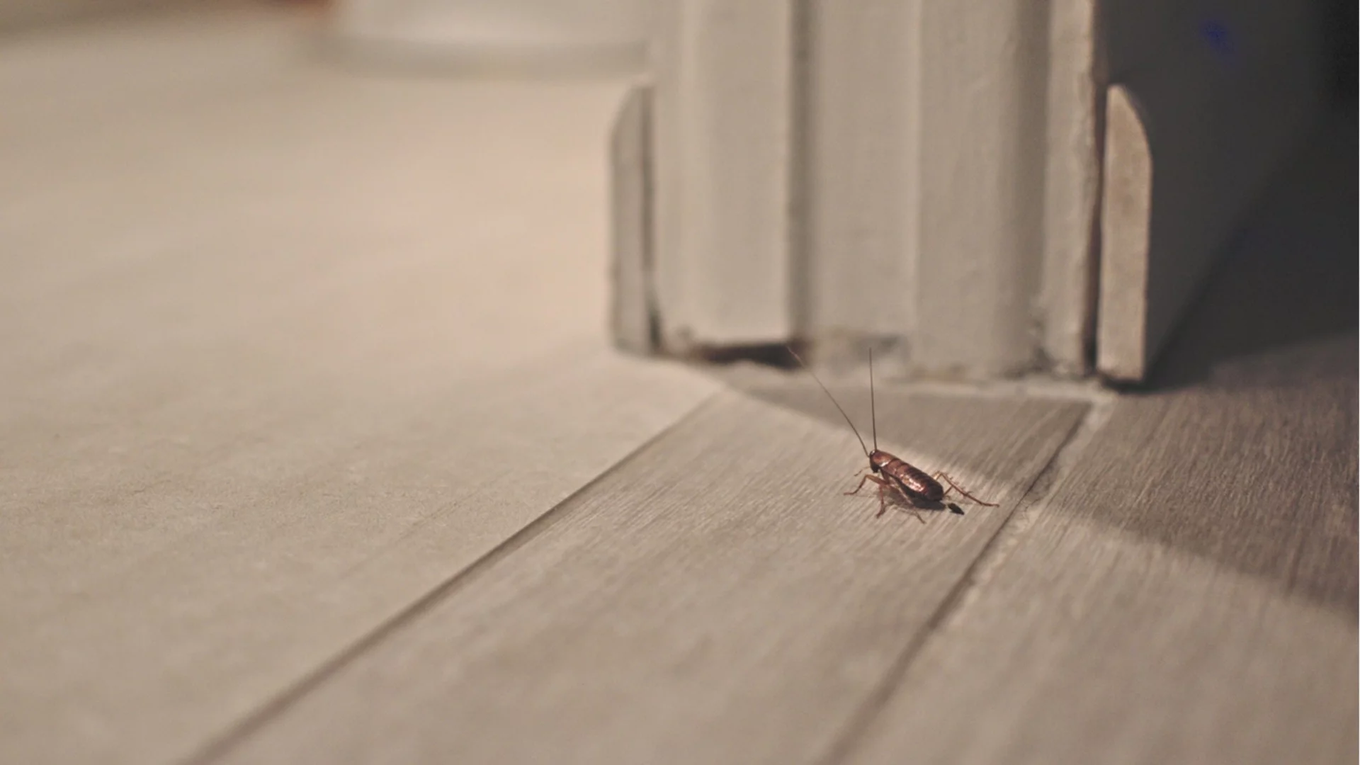 В опит да убие хлебарка: Жена запали жилищен блок в Южна Корея