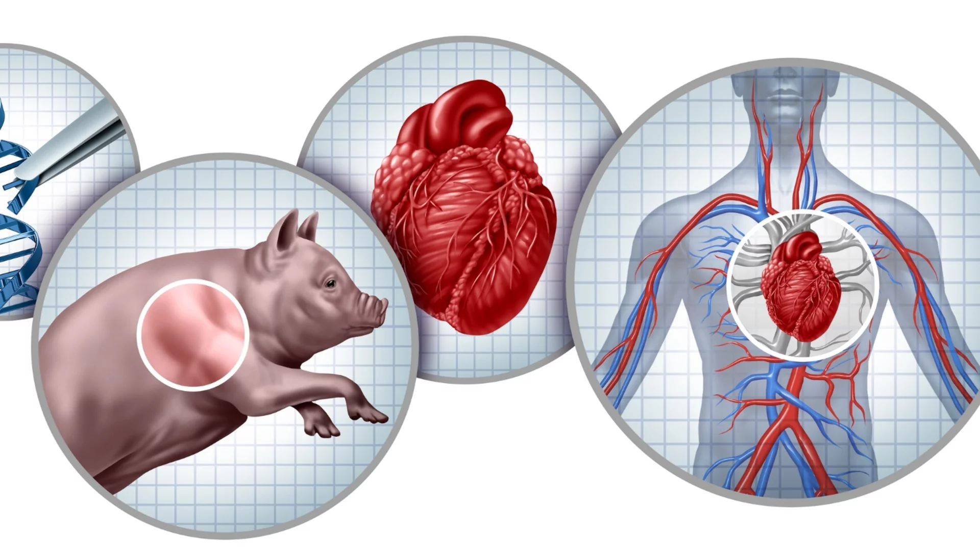 Клонирани свине за трансплантация на човешки органи: Развъждането им официално започва
