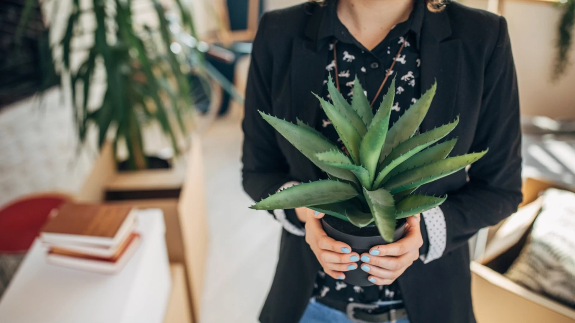 Тайната на свежия въздух у дома: 6 растения, които всеки трябва да има