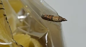 Как да се отървете от молците в килера