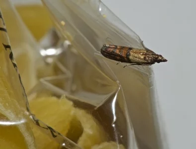 Как да се отървете от молците в килера