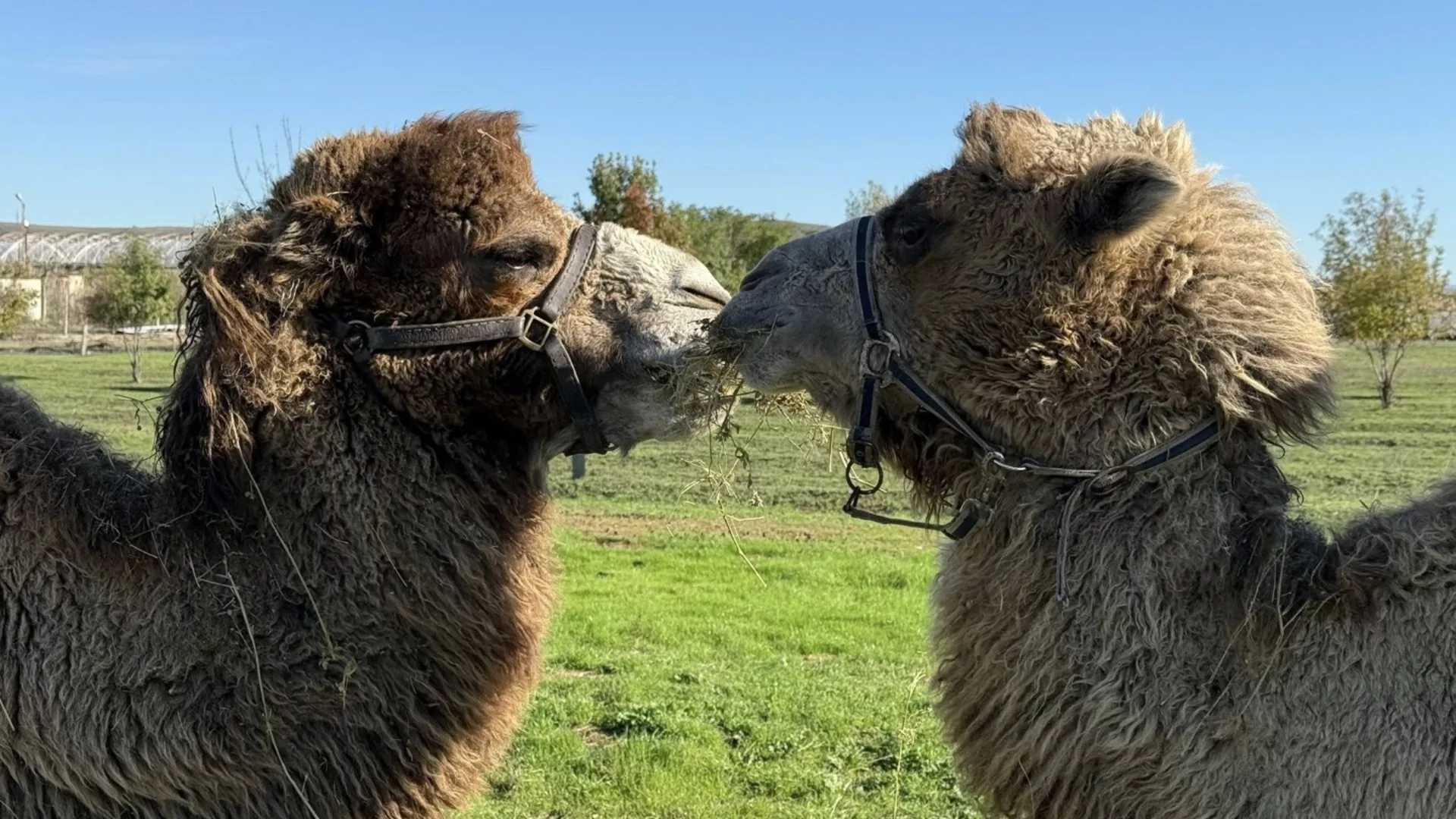 Екзотично попълнение в Зоопарк Бургас: Семейство камили са най-новите обитатели (СНИМКИ)