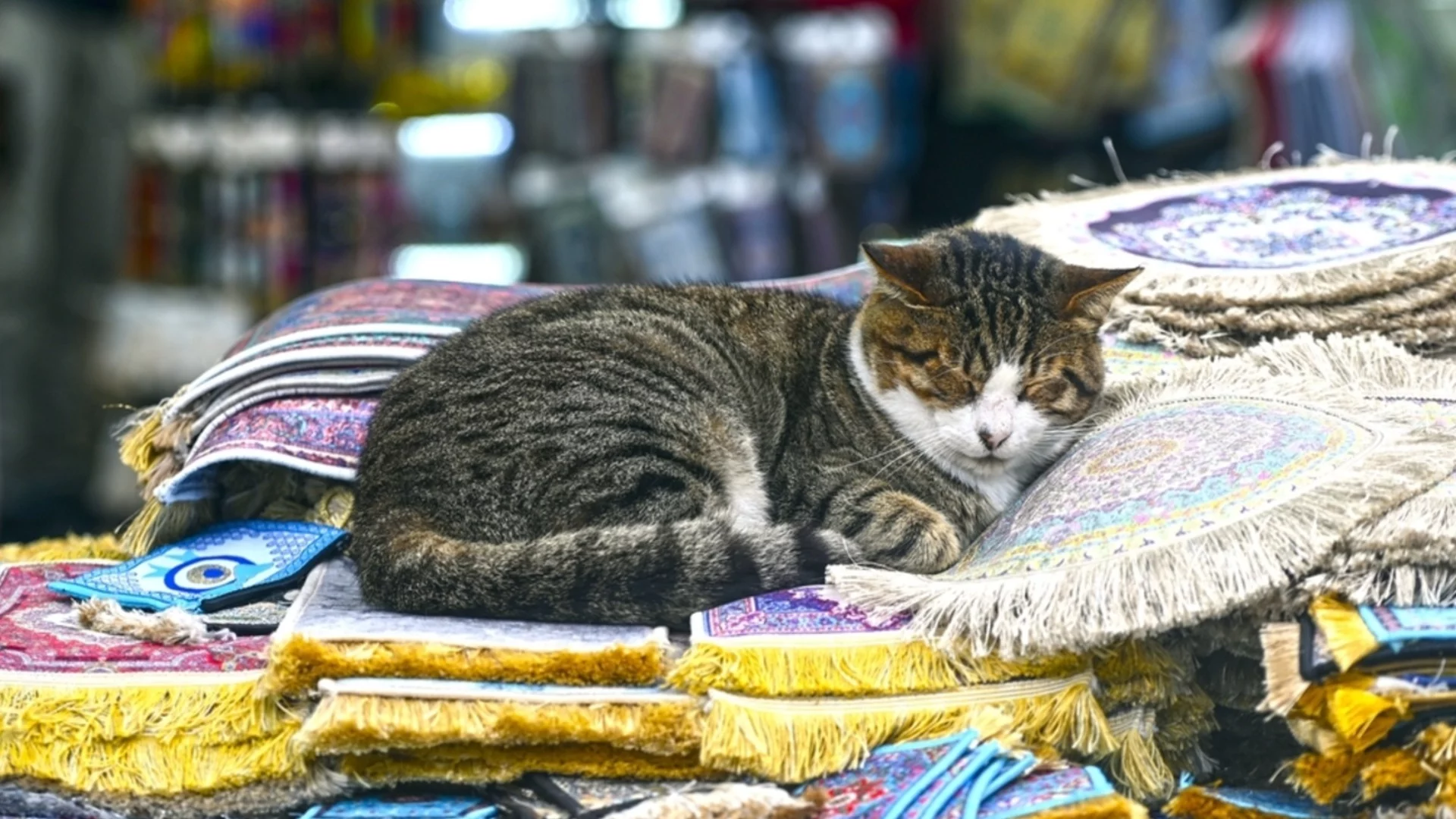 Котките на Истанбул се връщат в двореца "Топкапъ" след възстановяването на котешката вратичка (СНИМКА)