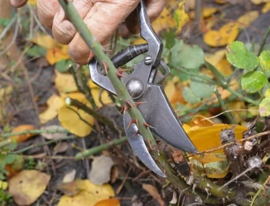 Кога да отрежете розите, за да ги подготвите за зимата