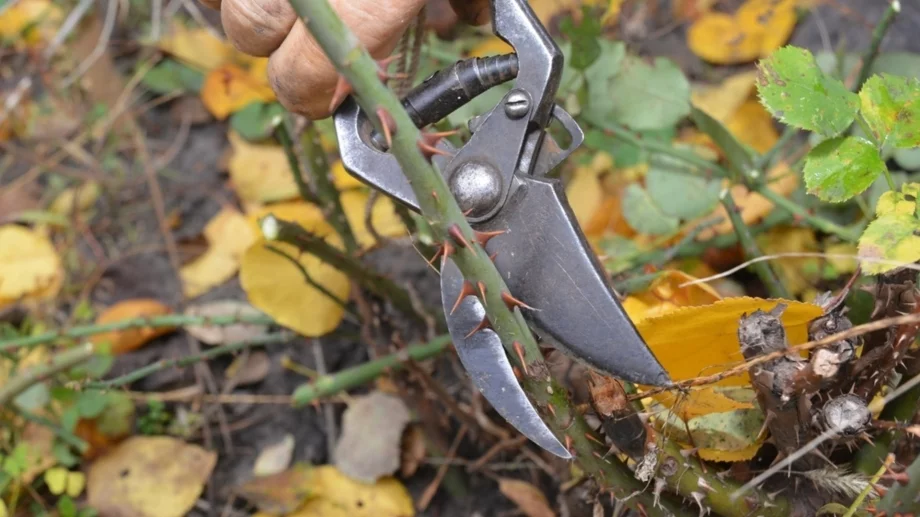 Кога да отрежете розите, за да ги подготвите за зимата