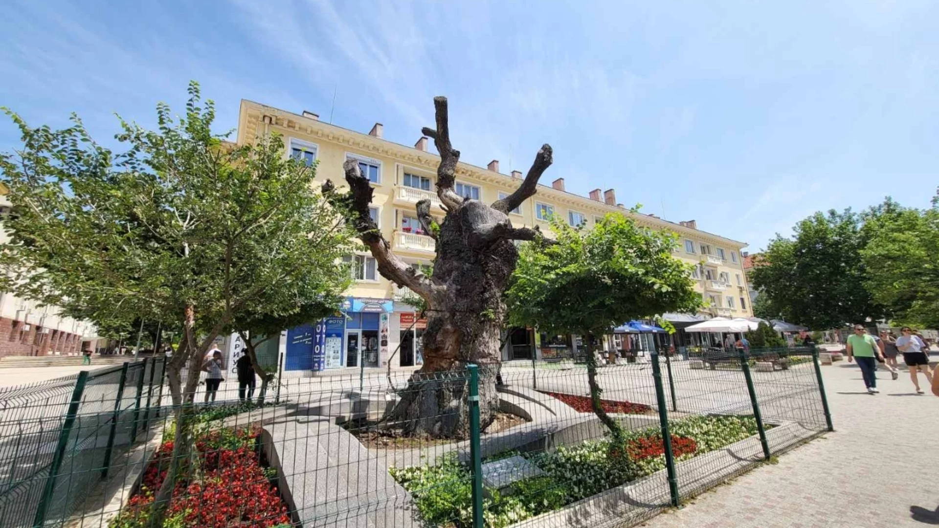 Жив е той! Държавата погреба хилядолетния бряст на Сливен, но хората го съживиха (СНИМКИ)