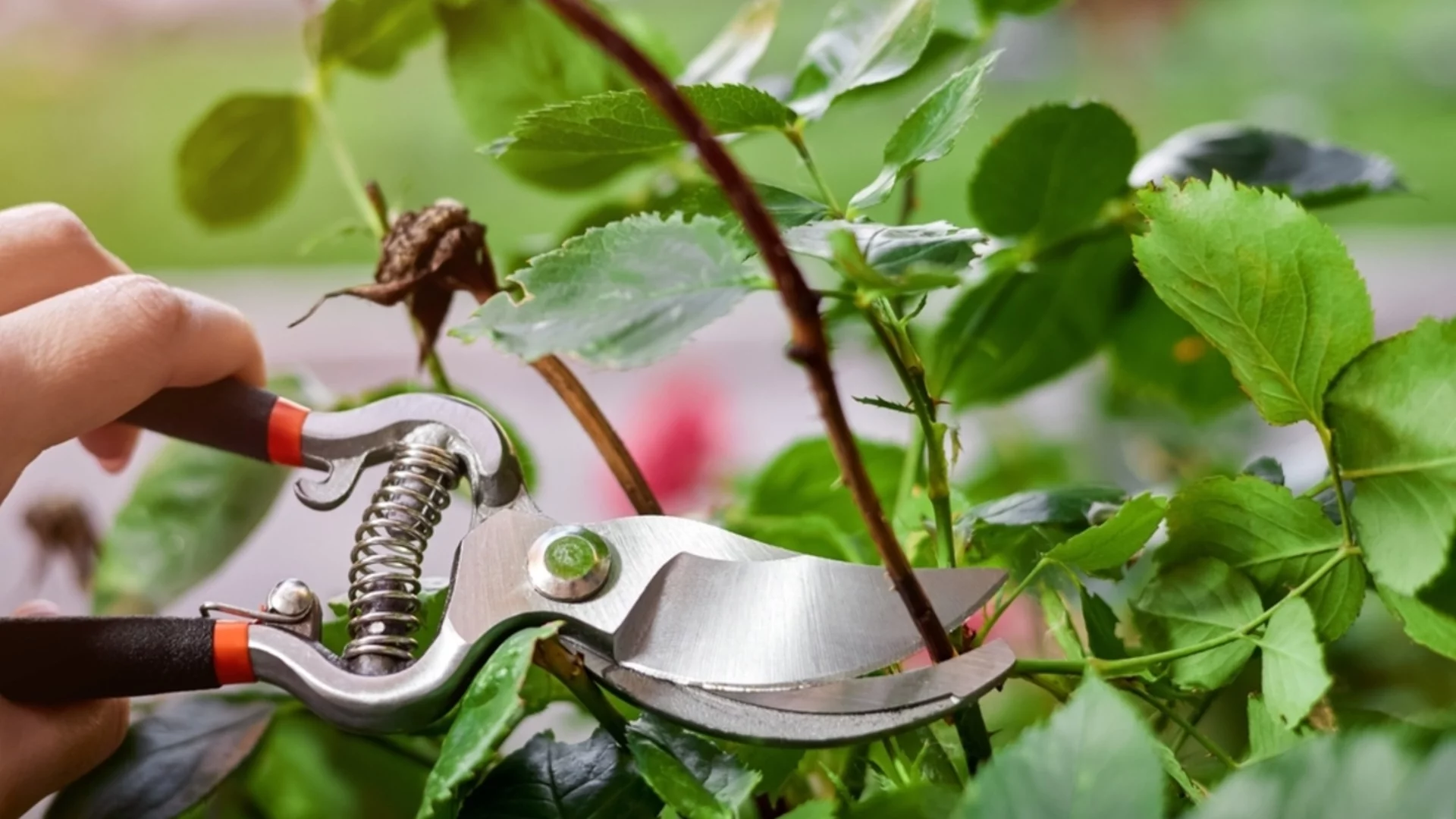 Какво да направите с розите през ноември, така че да избегнете черни петна по листата