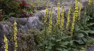 Виждали сте това растение, но не сте знаели истинската му сила