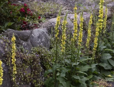 Виждали сте това растение, но не сте знаели истинската му сила
