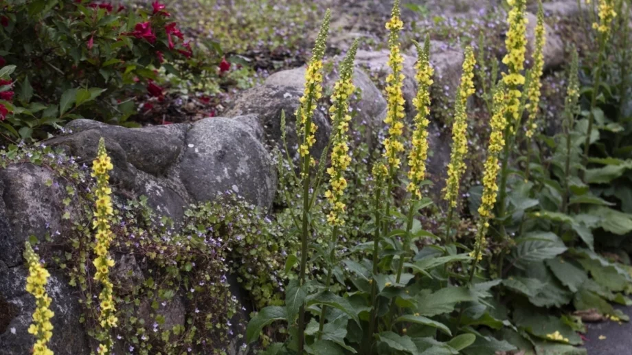Виждали сте това растение, но не сте знаели истинската му сила