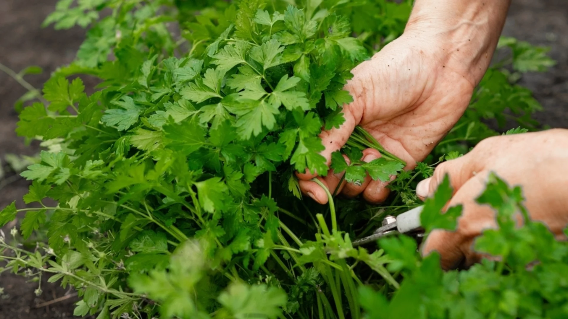 Кога и как да засадим магданоз през зимата?