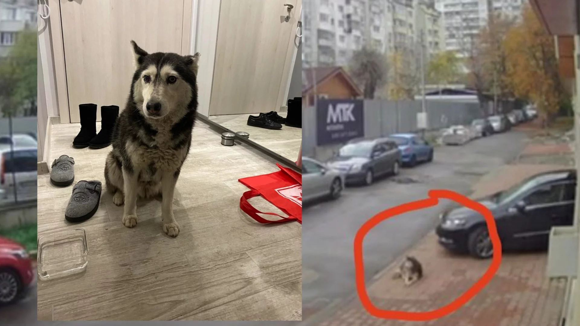 "Не заслужава да бъде доктор": Хирург от ВМА е обвинен, че умишлено е прегазил куче (ВИДЕО, 18+)