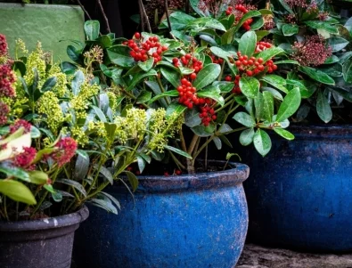5 издръжливи саксийни растения, които можете да оставите навън през зимата