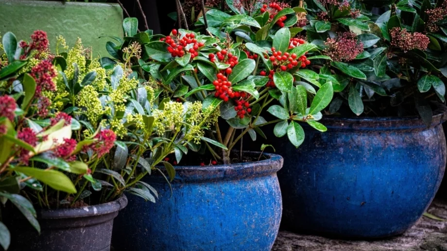 5 издръжливи саксийни растения, които можете да оставите навън през зимата