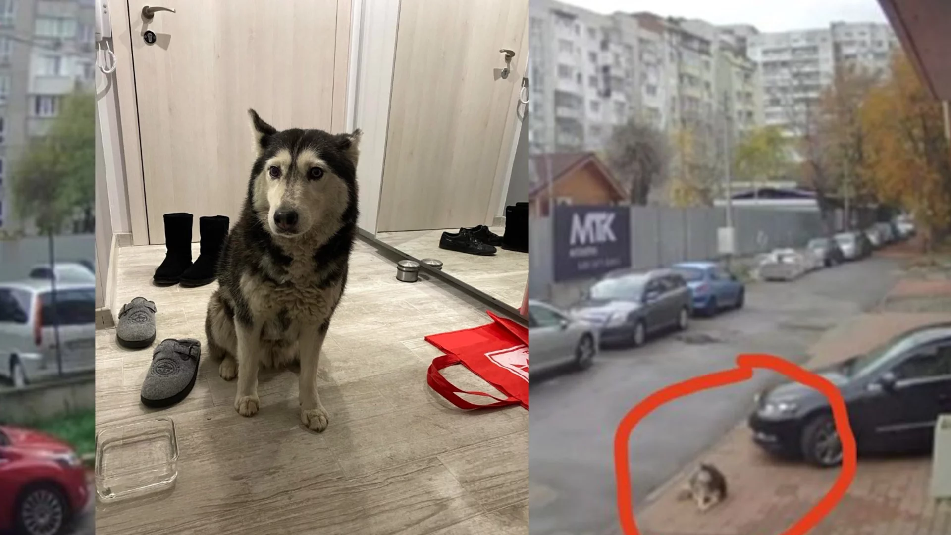 "Мина нарочно през кучето": Жители на столичен квартал излизат на протест, написаха "Убиец" на паркинга му