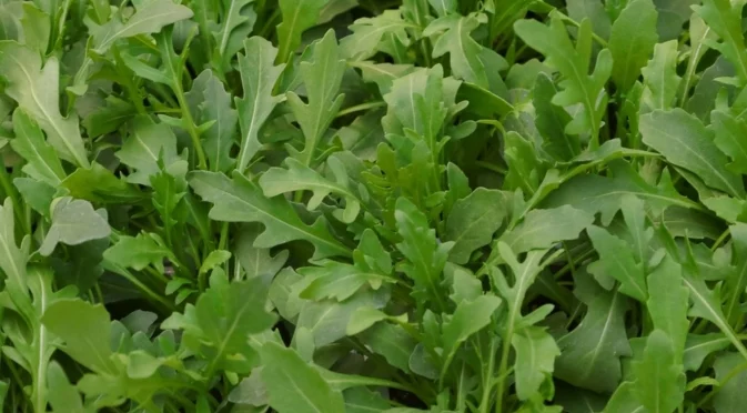 Как да отглеждате рукола на закрито през зимата