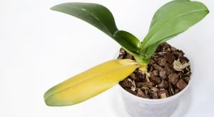 Как да съживите умираща орхидея, за да процъфтява десетилетия