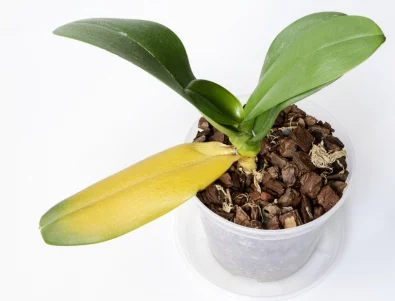 Как да съживите умираща орхидея, за да процъфтява десетилетия