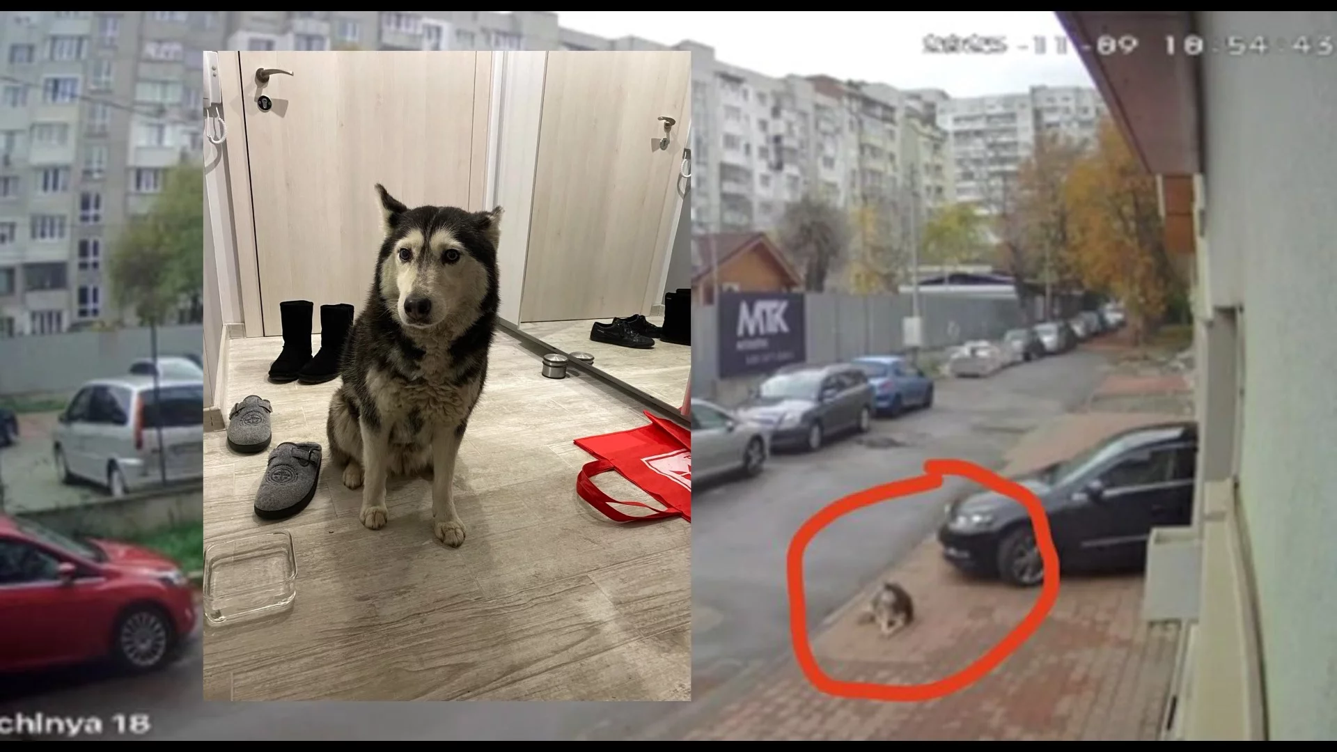 Гаранция от 5 000 лева за лекаря, прегазил кучето Мая